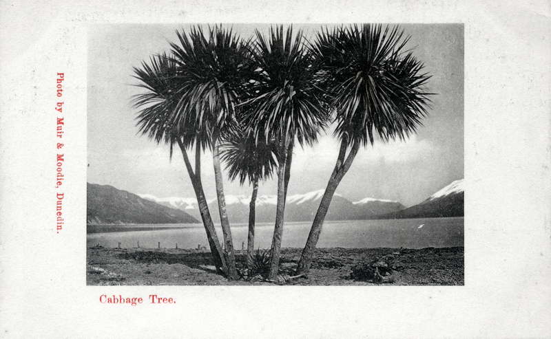 Cabbage Tree