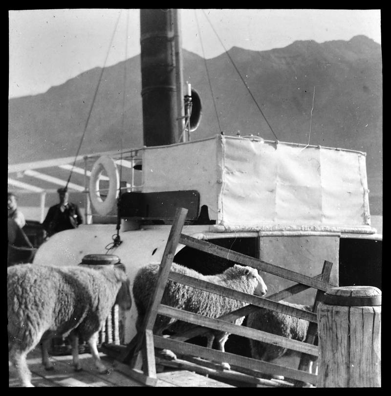 Loading Sheep, Glenorchy
