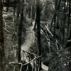 FGR 823, Rustic Bridge, Paradise